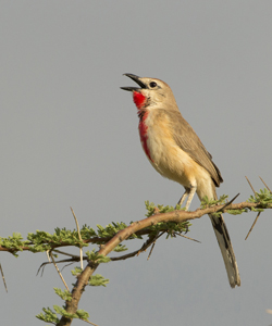 shrike